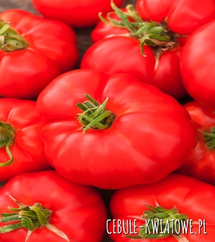 Pomidor Marmande VR - typ malinowy wczesny, wysoki 150-170 g