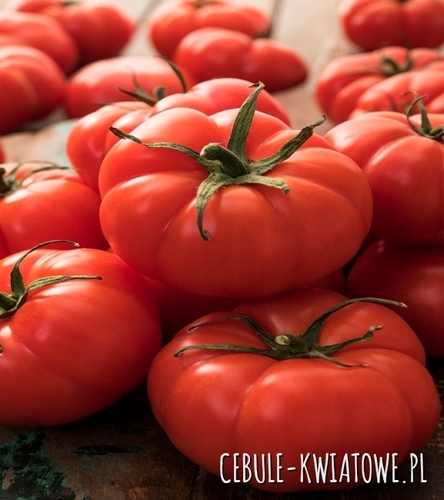 Pomidor Wysoki Palava F1 - szklarnia / tunel śr. wczesny, owoc 140-160 g