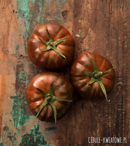 Pomidor Wysoki Black Prince - tunel / grunt, przy paliku ciemnopurpurowo / brązo
