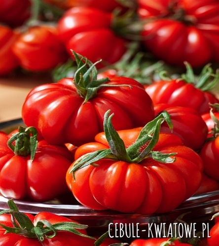 Pomidor Wysoki Costoluto Fiorentino - tunel / grunt, przy paliku żebrowany, 180-
