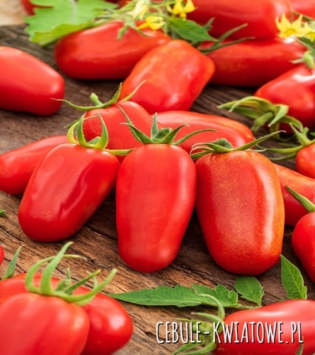 Pomidor Wysoki S. Marzano 3 - tunel / grunt, przy paliku owoc wydłużony, 100-130