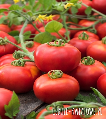 Pomidor Wysoki Krakus - tunel / grunt, przy paliku, średnio późny