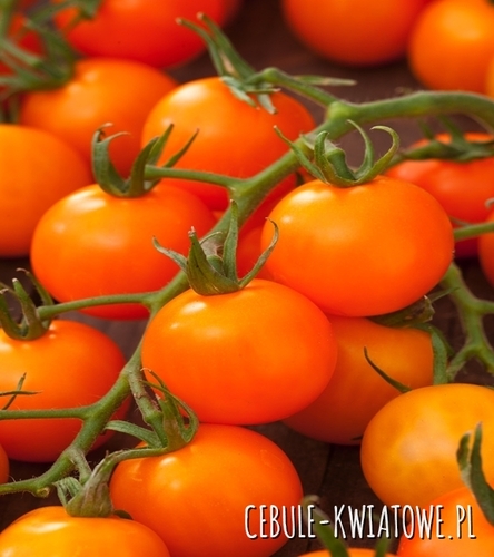 Pomidor Wysoki drobnoowocowy Figiel - kulisty, pomarańczowy, 25-35 g