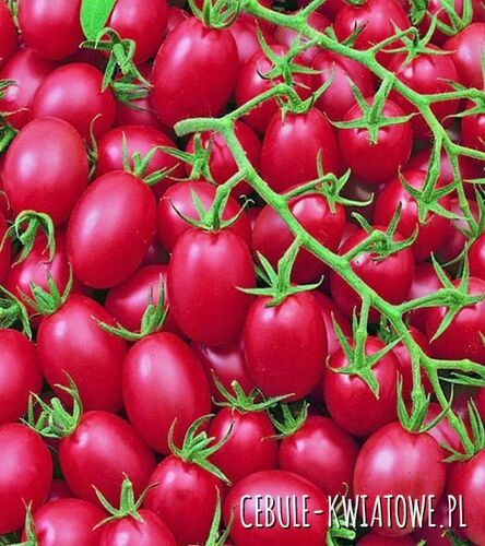 Pomidor Wysoki Drobnoowocowy Malinowy Kapturek - cylindr. róż.-malinowy, 7-8 g