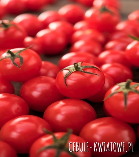 Pomidor Wysoki Drobnoowocowy Pokusa - kulisty, czerwony, 10-20 g