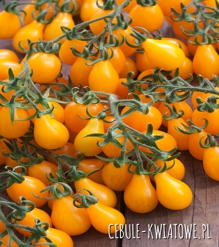 Pomidor Wysoki Drobnoowocowy Yellow Pear Shaped - gruszkow. żłóty 10-20 g