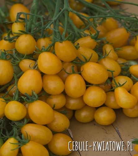 Pomidor Wysoki Drobnoowocowy Ildi - owoce żółte, wydłużone