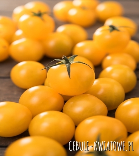 Pomidor Karłowy Drobnoowocowy Aztek - żółty, zwieszające pędy, 8-10 g