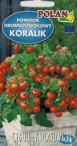Pomidor Karłowy Drobnoowocowy Koralik - do uprawy balkonowej, czerwony