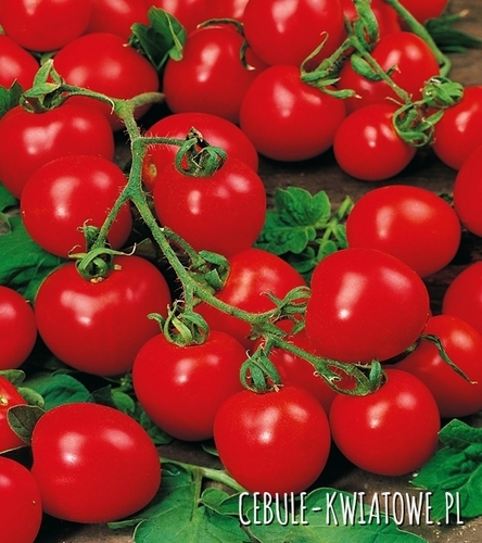 Pomidor Karłowy Drobnoowocowy Maskotka - na balkony, czerwony