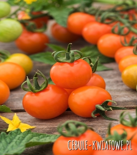 Pomidor Karłowy Drobnoowocowy Venus - owoce pomarańczowe, samokończąca