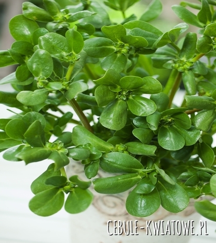 Portulaka Warzywna - jadalne łodygi i liście