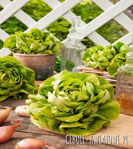 Sałata Masłowa Marysieńka - wczesna, j. zielona