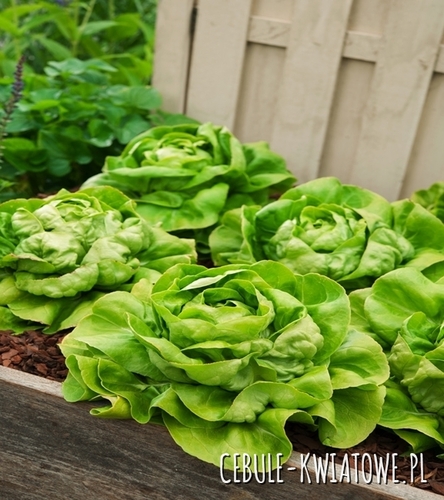 Sałata Masłowa Oleńka - średniopóźna