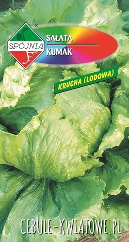 Sałata Krucha Kumak - wczesna