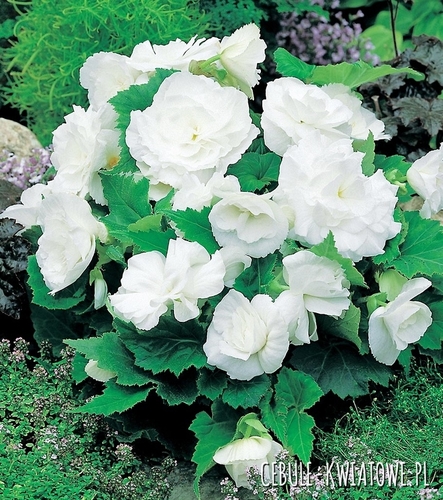 Begonia Multiflora Biała 1 szt.