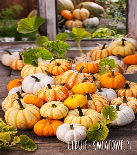 Dynia Ozdobna - mieszanka