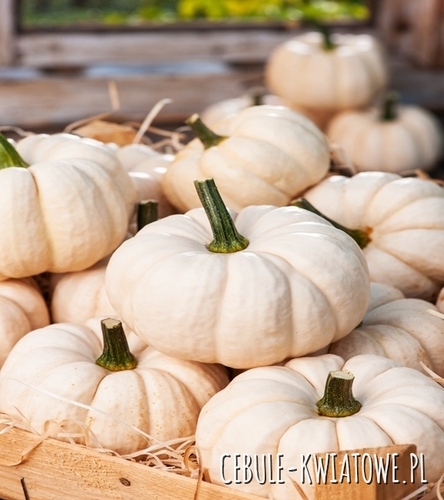 Dynia Ozdobna Baby Boo - Cucurbita pepo, owoce j. kremowe