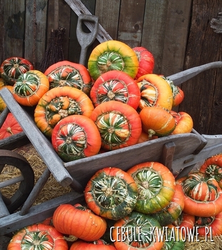 Dynia Ozdobna Sułtański Turban