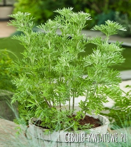 Bylica Piołun Artemisia absinthium
