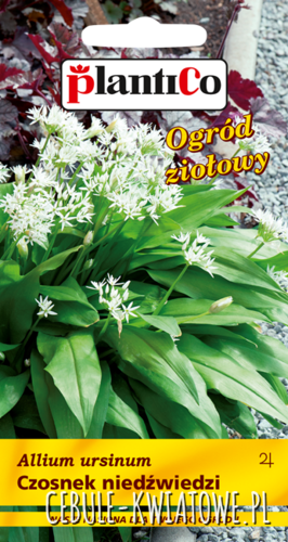 Czosnek Niedźwiedzi Allium Ursinum