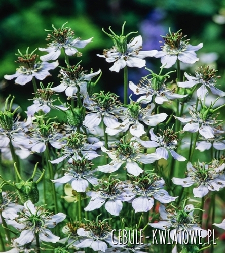 Czarnuszka Siewna Nigella Sativa