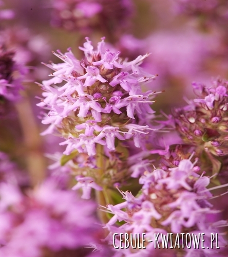 Macierzanka Piaskowa Thymus Serpyllum