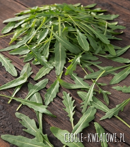 Rokietta siewna - wieloletnia Diplotaxis Tenuifolia