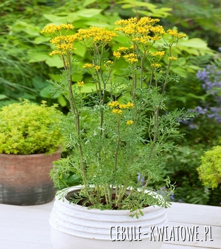 Ruta Zwyczajna Ruta Graveolens