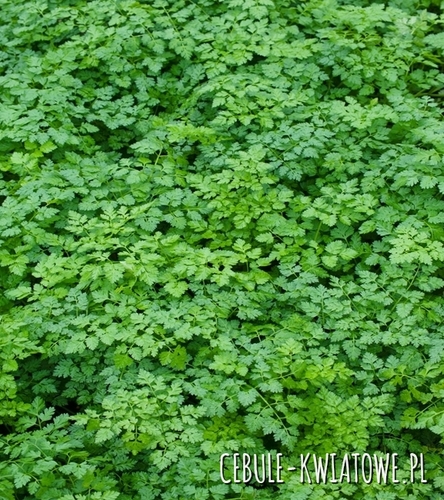 Trybuła Anthriscum cerefolium