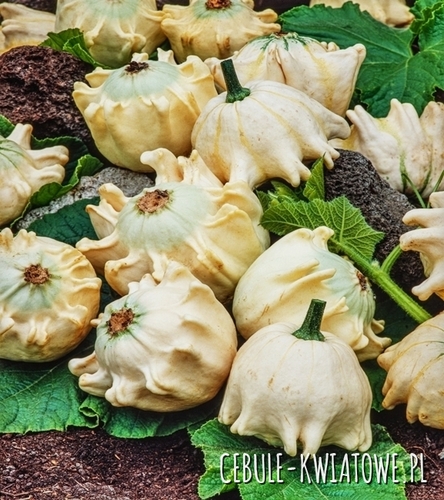 Dynia Ozdobna Crown of Thorns - wypustki w kszt. korony