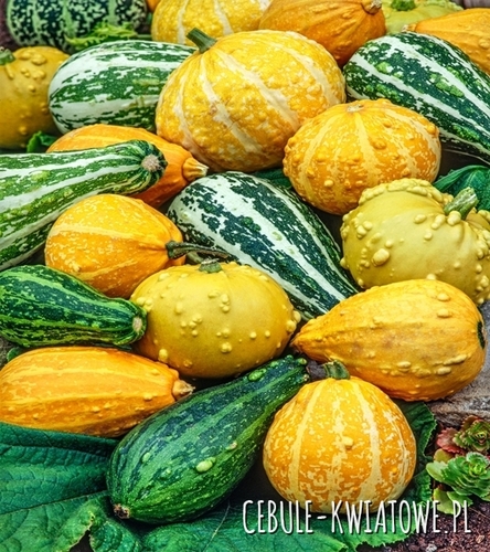 Dynia Ozdobna Warted - mieszanka, owoce z wypustkami