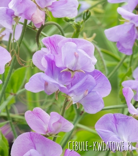 Groszek Pachnący liliowo-modry