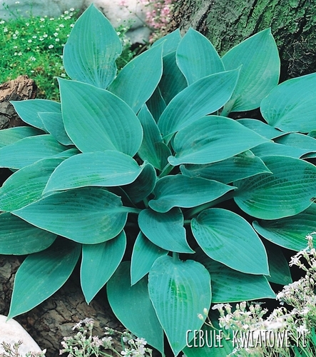 Hosta Funkia Halcyon 1 szt.