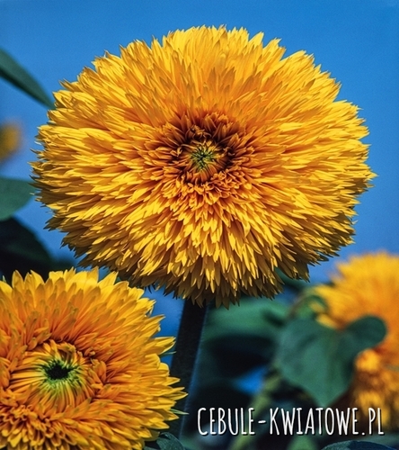 Słonecznik Ozdobny niski żółty pełny