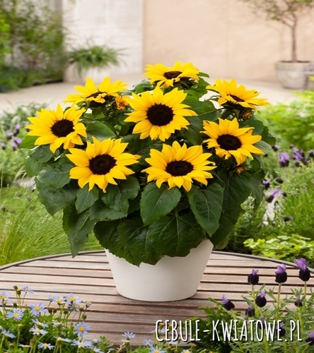 Słonecznik Ozdobny Niski Sunspot do doniczek