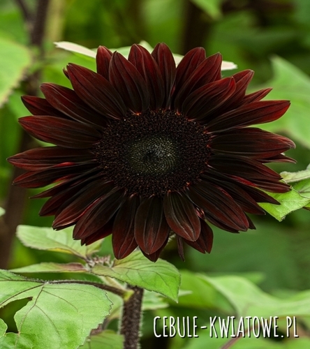 Słonecznik Ozdobny Wysoki czerwony