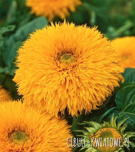 Słonecznik Ozdobny Wysoki żółty pełny