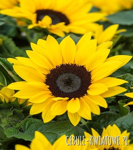 Słonecznik Ozdobny Wysoki żółty pojedyńczy