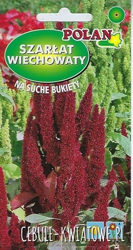 Szarłat Wiechowaty ciemno czerwony