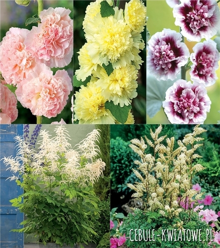 Zestaw Malwa Ogrodowa, Parzydło Leśne