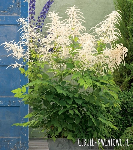 Aruncus Dioicus Kamtschaticus - Parzydło Leśne 1 szt.