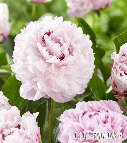 Paeonia - Piwonia The Fawn 1 szt.