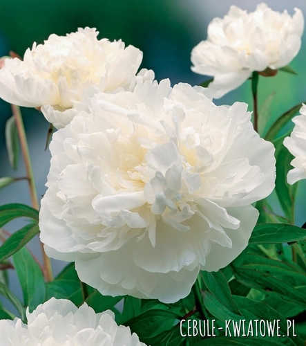 Paeonia - Piwonia Gardenia 1 szt.