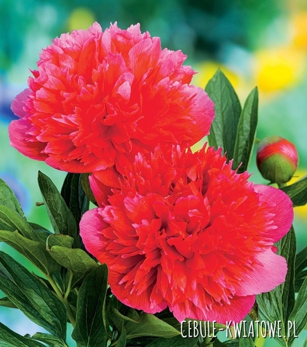 Paeonia - Piwonia Officinalis Rubra Plena 1 szt.