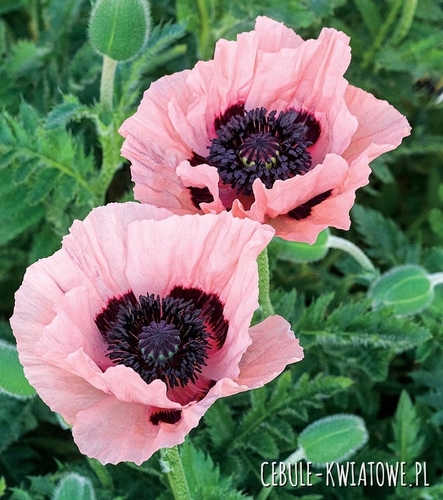 Papaver Orientalis - Mak Wschodni Raspberry Queen 1 szt.
