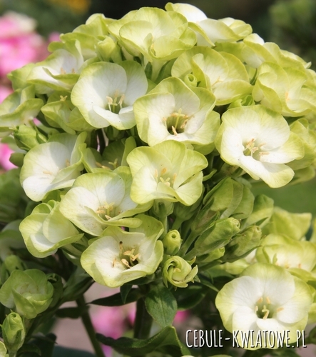 Phlox - Płomyk Wiechowaty Orchid Green 1 szt.