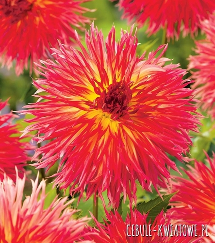 Dalia Strzępiasta Karen 1 szt.