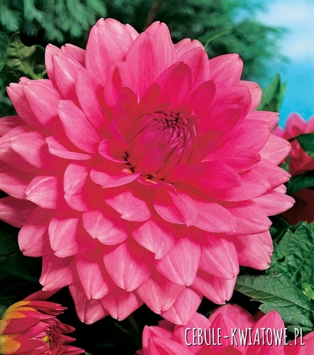 Dalia Dekoracyjna Różowa 1 szt.