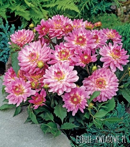 Dalia Dekoracyjna Gallery Bellini 1 szt.